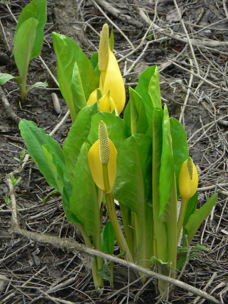Gul skunkkalla (Lysichiton americanus) Foto Walter Siegmund